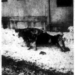 1954 Olds after the wreck